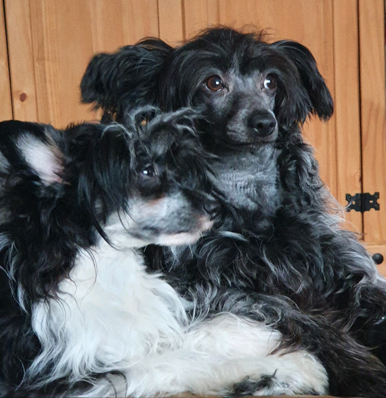 chinese crested gumtree